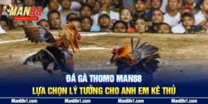 Đá Gà Thomo Man88 - Lựa Chọn Lý Tưởng Cho Anh Em Kê Thủ